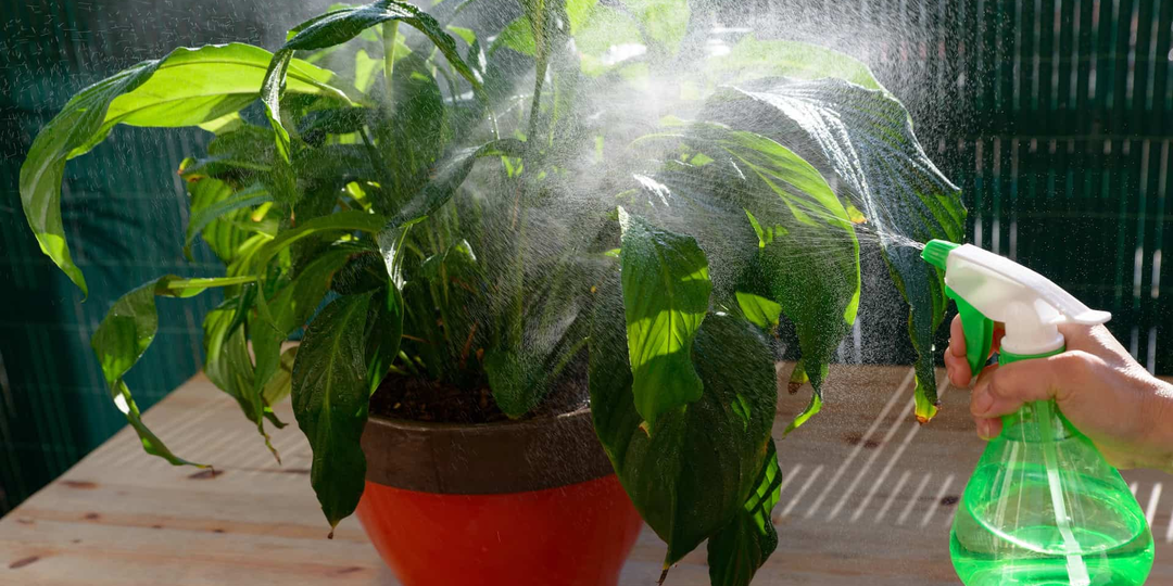 Сульфат магния для комнатных растений: зачем использовать и какой эффект