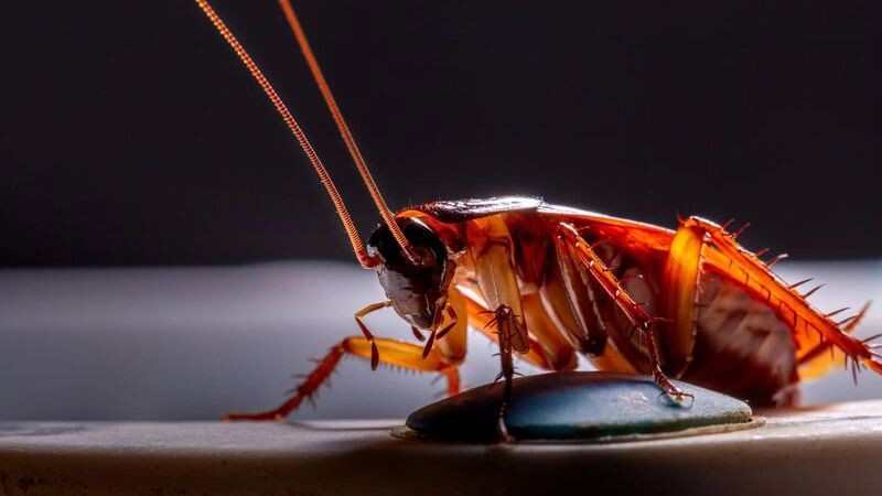    Фото: PitukTV/Shutterstock/Fotodom