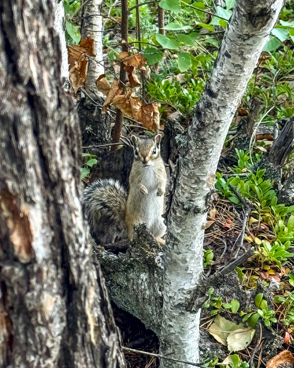 Бурундук тоже в шоке))