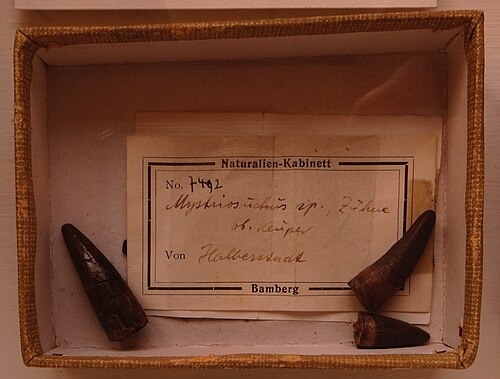 Голотип белодона, да, это всего 3 зуба, но тогда (да и иногда и сейчас) этого достаточно для выделения в отдельный род.