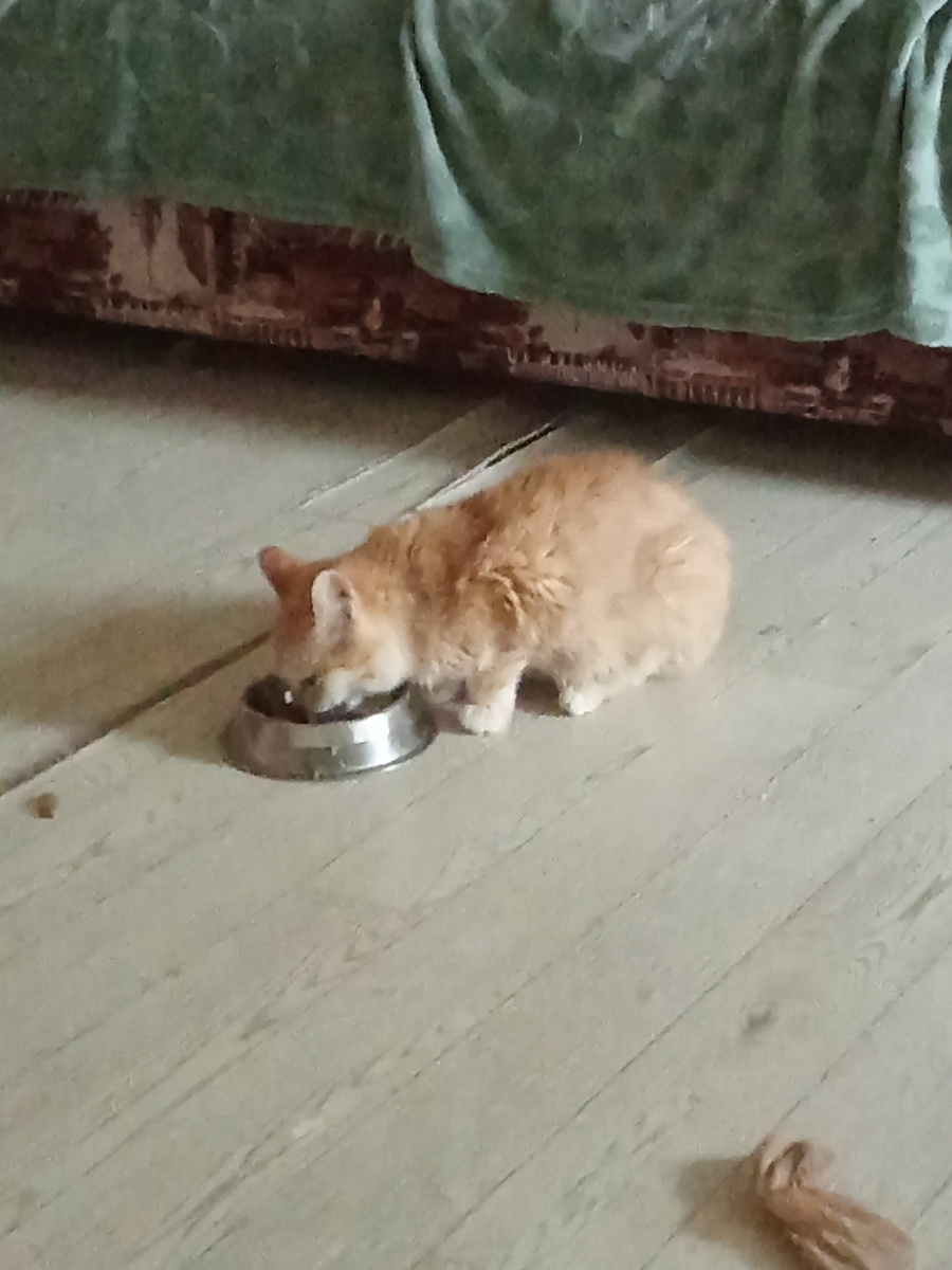 Нюша и диван