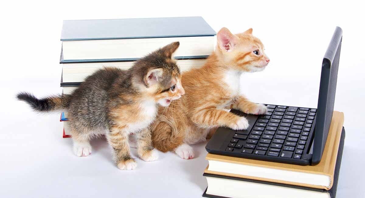 источник Яндекс-картинки