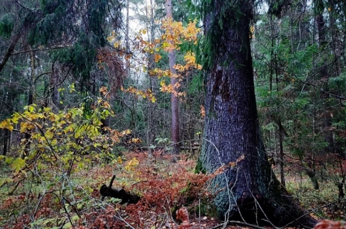    В грибных местах под Тверью ходят медведи