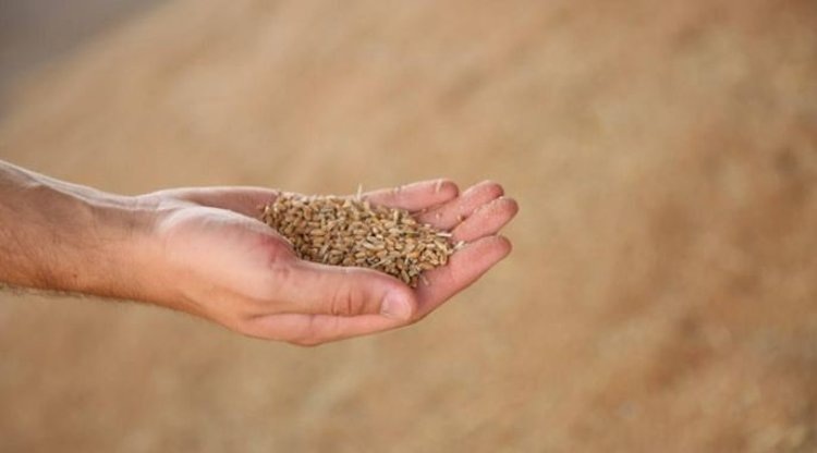    Фото: Комитет сельского хозяйства Волгоградской области