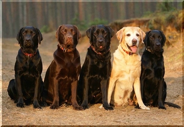 фото из свободного доступа - Яндекс.картинки.