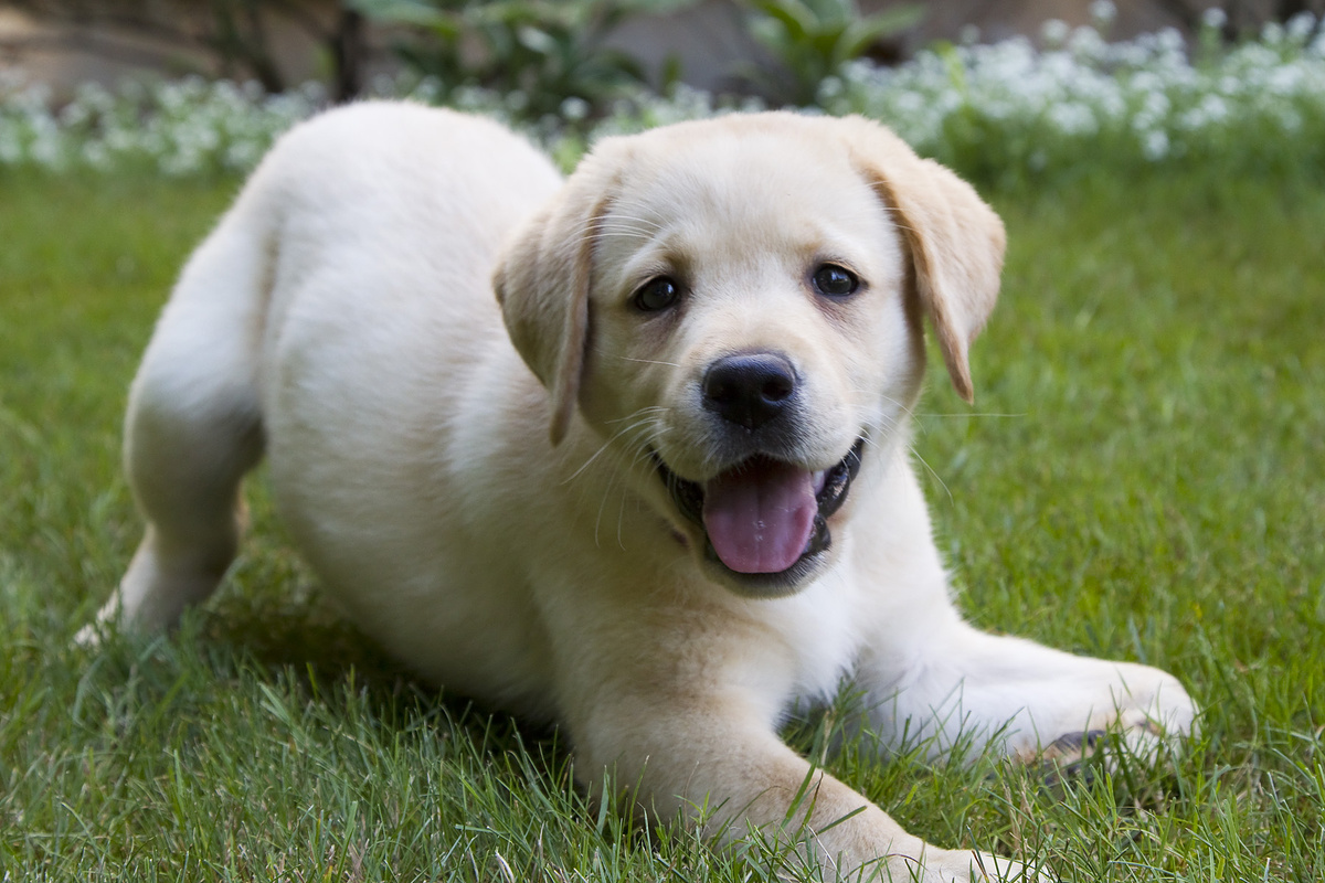 Щенки Лабрадора-ретривера. Фото из свободного доступа - Яндекс.картинки.