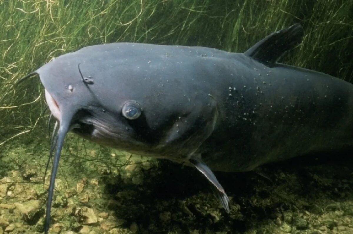    Рыбак Рахматуллин рассказал, как правильно ловить сома в августе