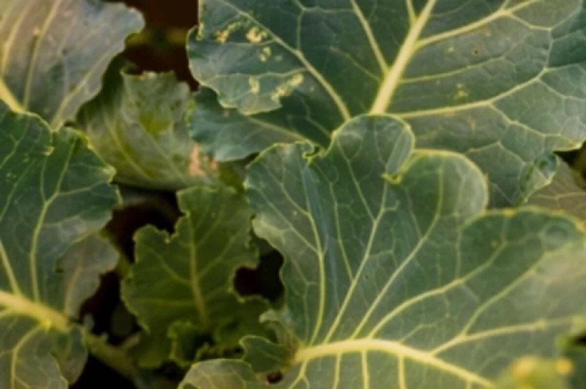    Экс-зампред регионального правительства заметил растение во время подготовки передачи.