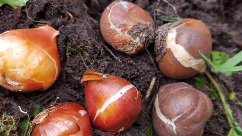 Сажаю тюльпаны в 7 емкостей с октября. Соседка потеряла все луковицы без контейнеров