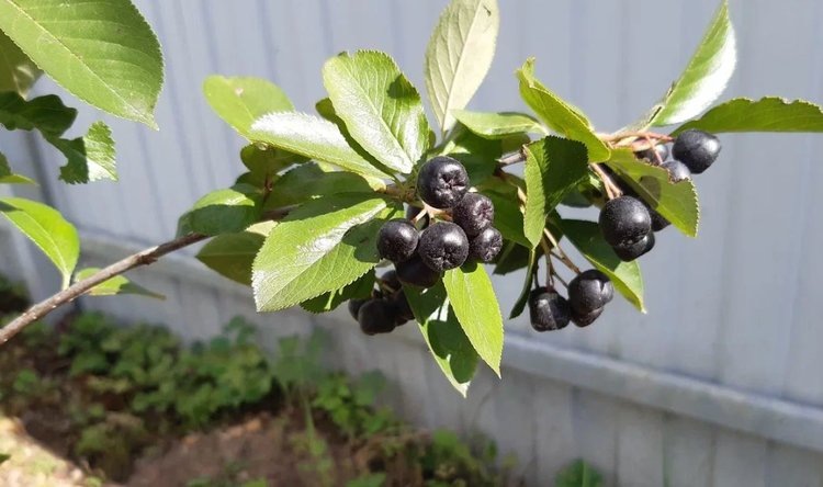    Фото: Лукьянов Дмитрий, AgroXXI.ru