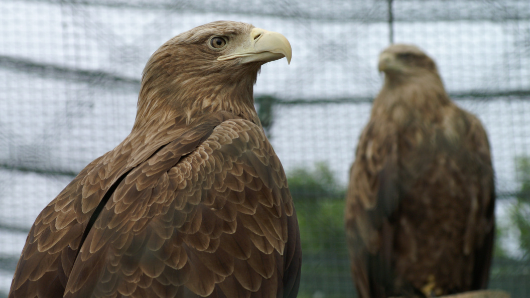    Фото: Aleksey Smyshlyaev/Globallookpress