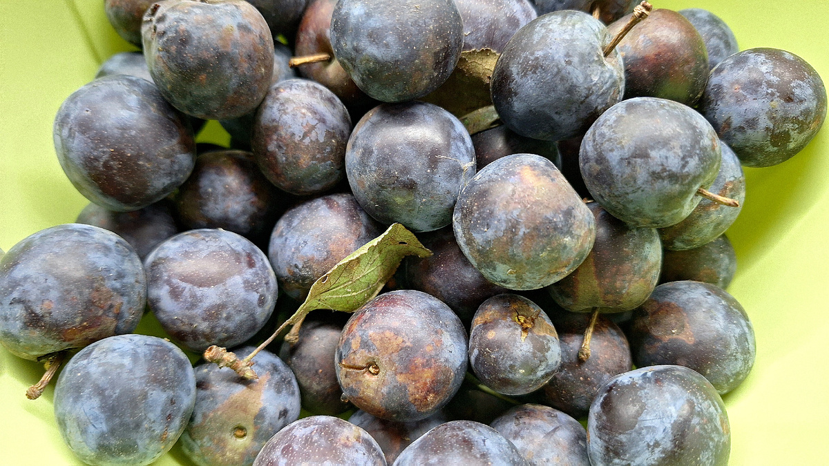 Фото автора. Тёрн  — ягода семейства розовых