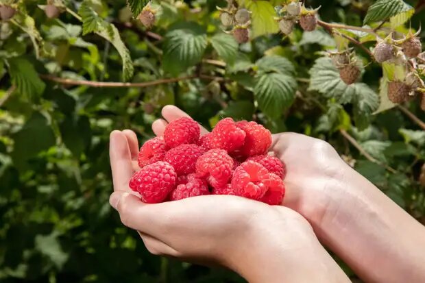 123RF/legion-media.ru