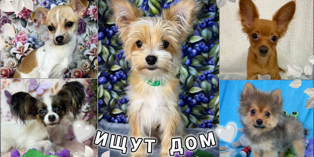 🆕 Щенки в добрые руки! Москва и МО 🆕