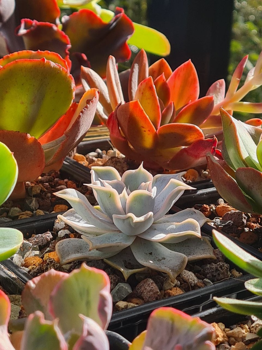 Эхеверия Лилацина