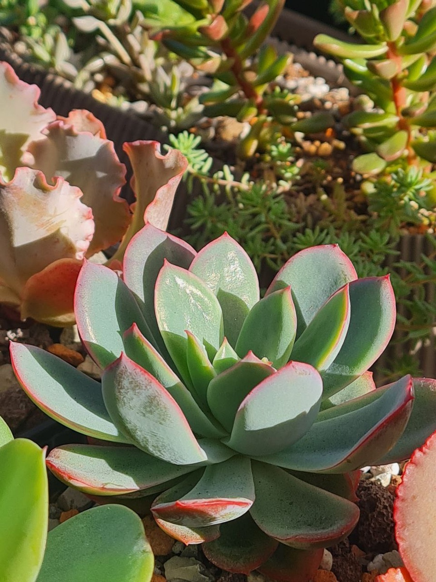 Эхеверия Луэлла