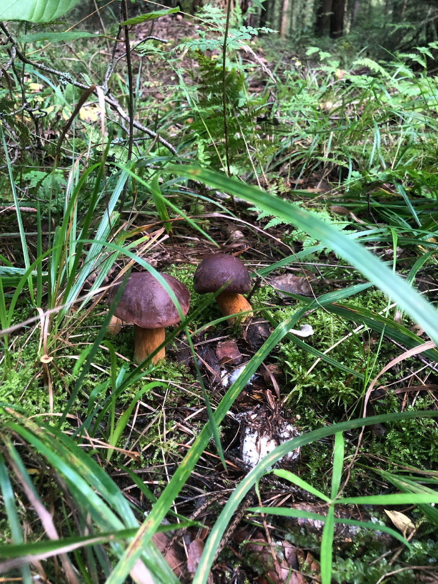 Новая волна польских грибов 