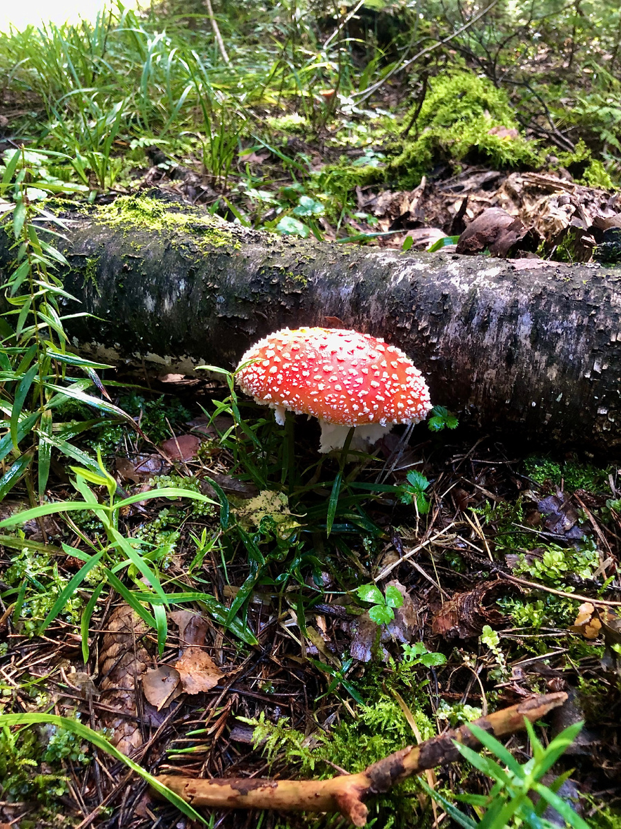 Красавец мухомор