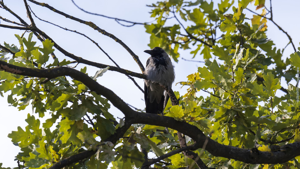 Ворона на дубе... © NickFW.ru — 27.08.2025г.