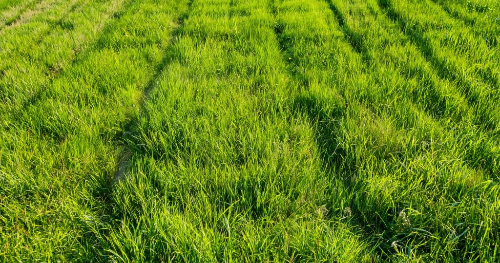 Безупречный газон: тихая работа вместо громких советов!