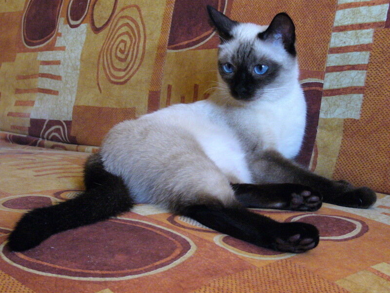 Шеба в молодом возрасте, иедальные пойнты (они по стандарту должны быть максимально одинакового оттенка)