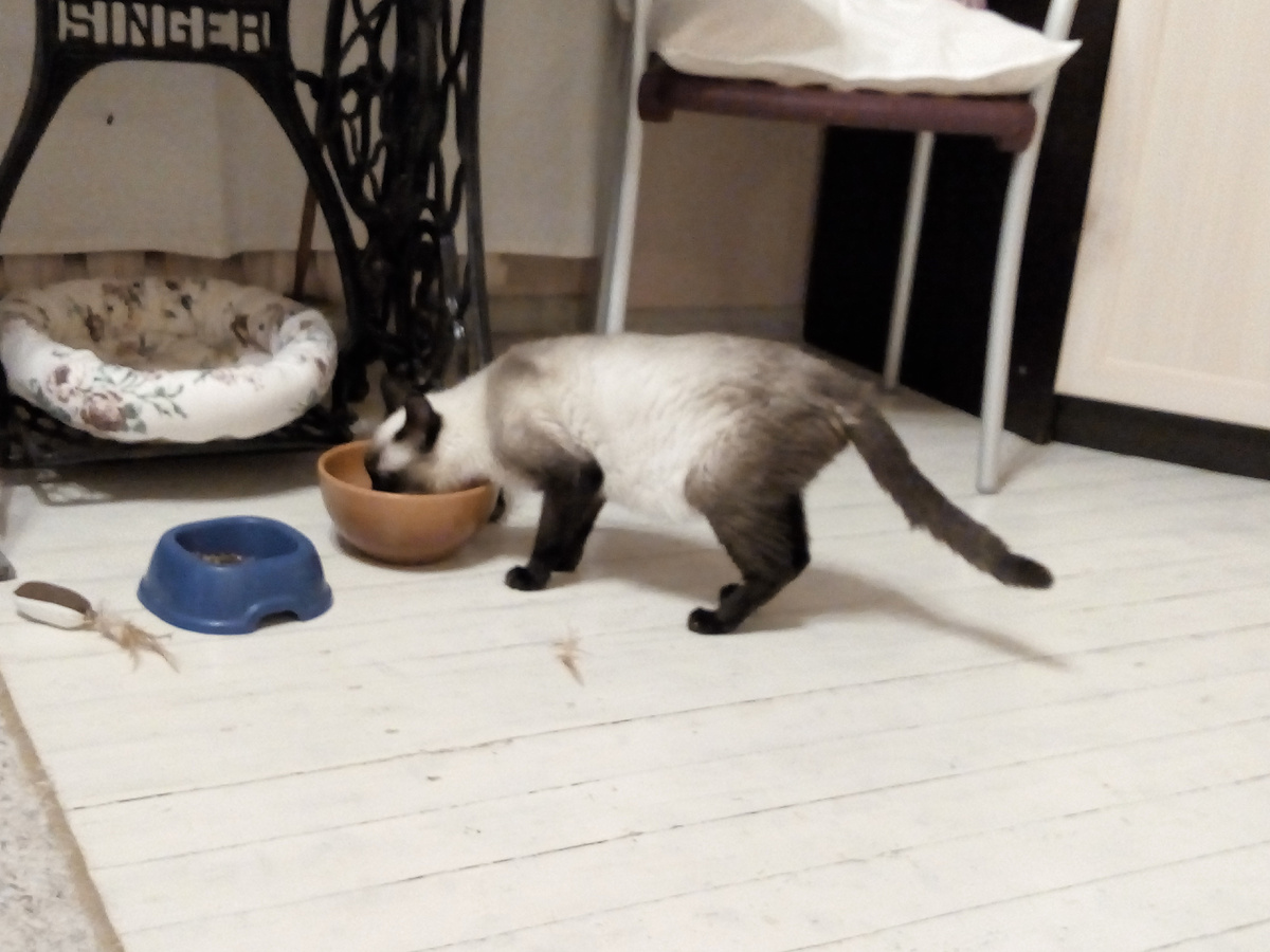 Шеба в последний год своей жизни, все такая же беленькая, как и в молодости