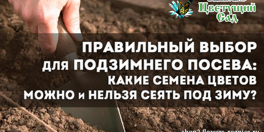 Правильный выбор для подзимнего посева: какие семена цветов можно и нельзя сеять под зиму