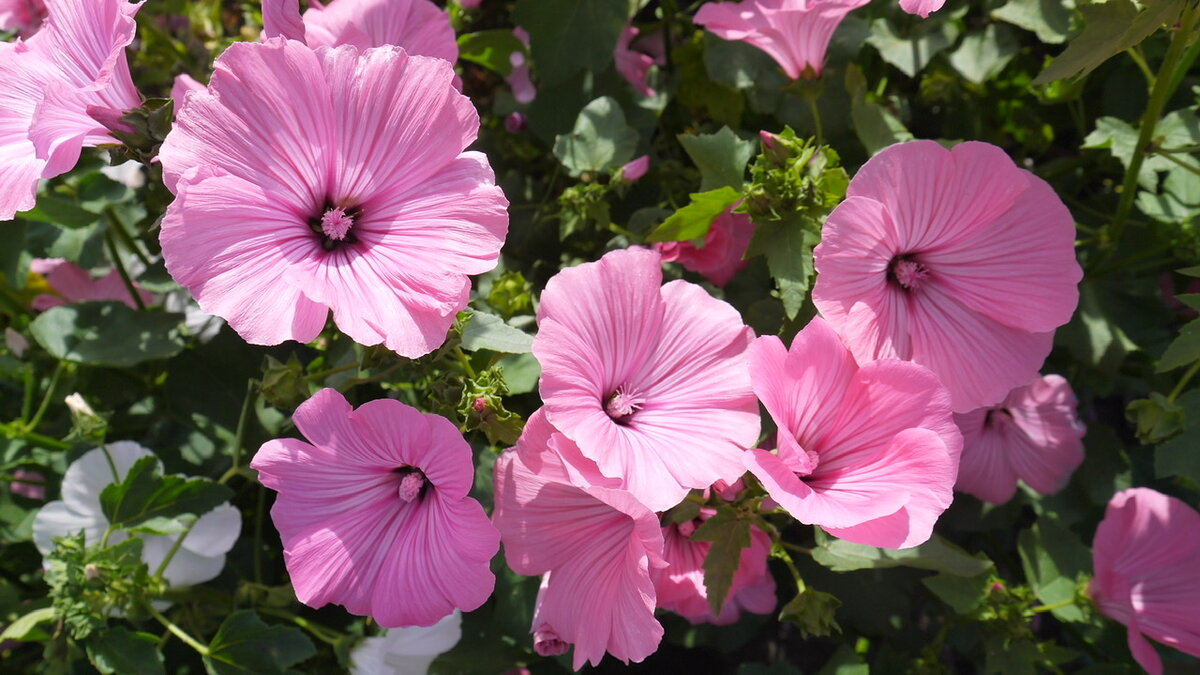 Лаватера. Источник фото: https://dzen.ru/a/X6U0lBrrWDJs2f97