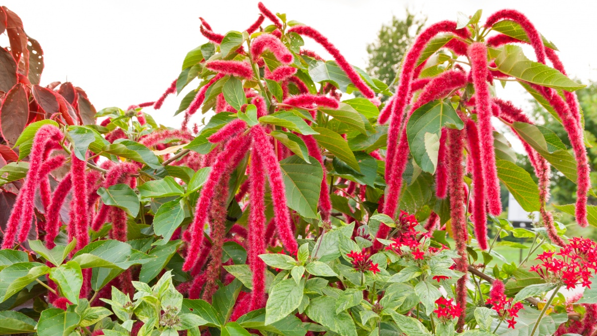 Амарант. Источник фото: https://www.5-nt.ru/o-rasteniyax/Read/495