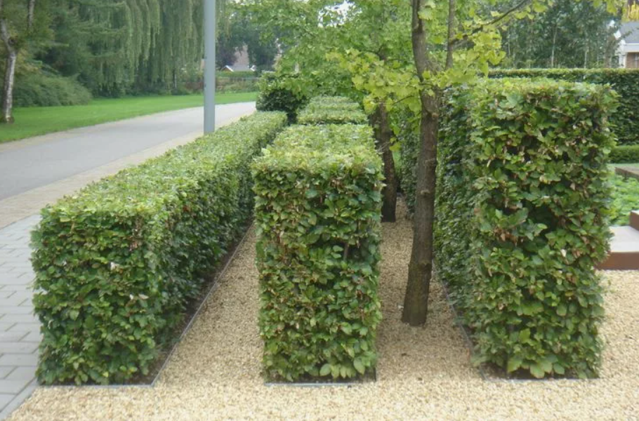 Кизильник растет очень быстро первые пять лет, а потом замедляется.