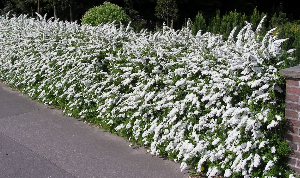  Компактный кустик высотой до полуметра, усыпанный розовыми цветочками. 