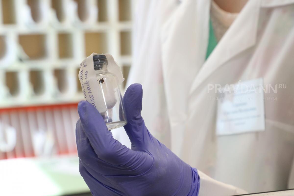    Чаще всего клещи нападали в деревнях и селах, в огородах и садах, а также в лесу