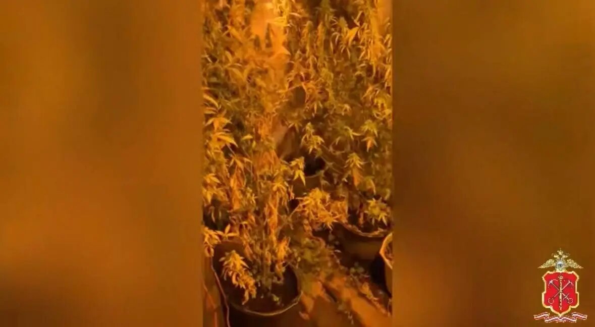    Фото: скриншот пресс-службы ГУ МВД по Петербургу и Ленобласти