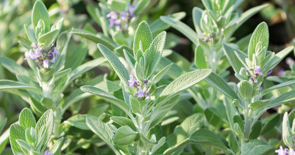 Шалфей: скромный лекарь с мощной силой. Почему эту траву стоит иметь в каждом доме