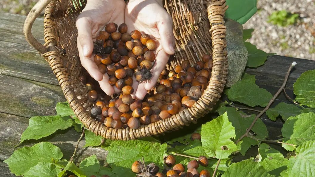    Фото: F. Hecker/blickwinkel/Globallookpress