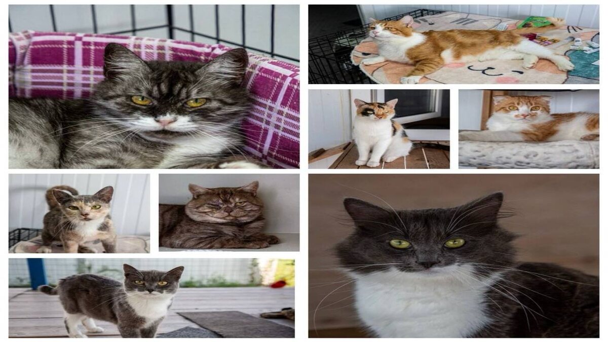    В Курске на Полугоре пройдет уникальная выставка «Эрмитажных кошек»