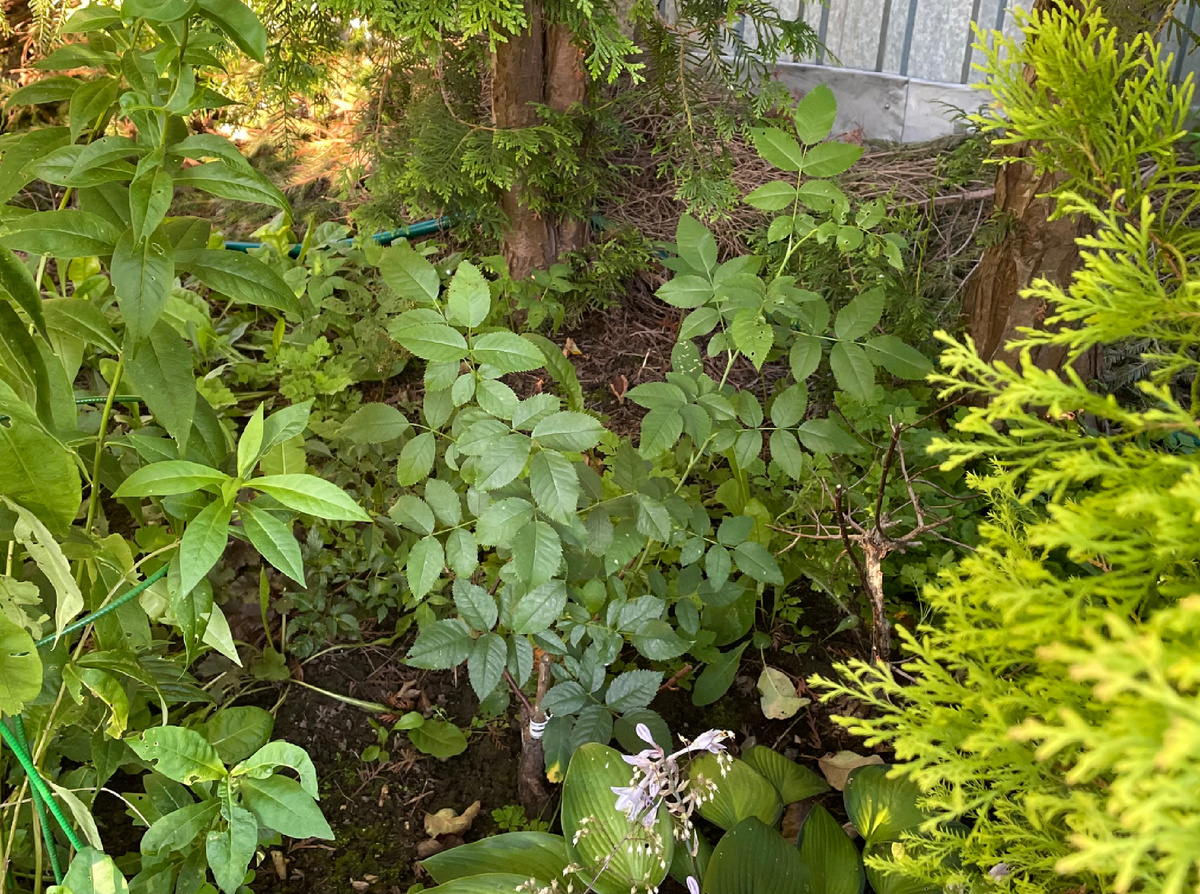 Роза выросла в середине