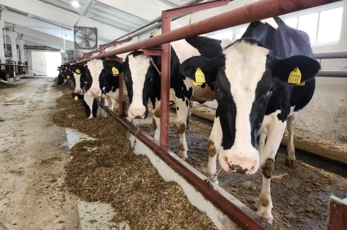    Свердловские предприятия с господдержкой наращивают объёмы производства молока.