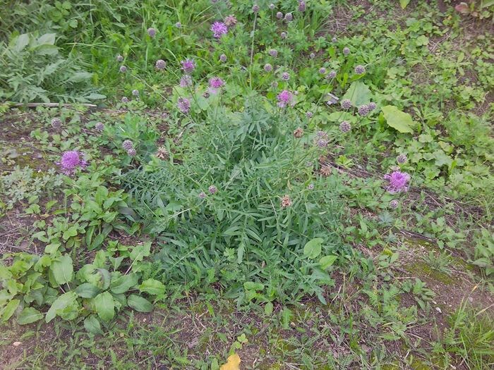 Василёк шероховатый (фото из архива автора)