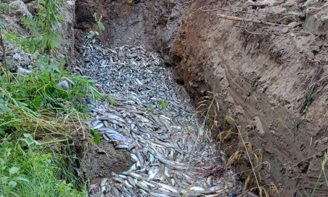 Тухлая форель. Это похоже на удобрения?