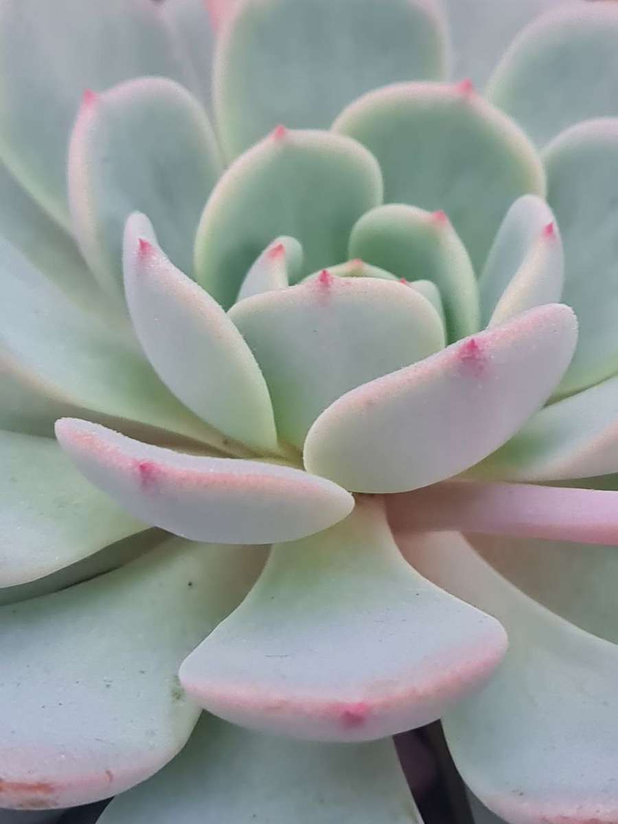 Echeveria Lapine /Эхеверия Лапин 