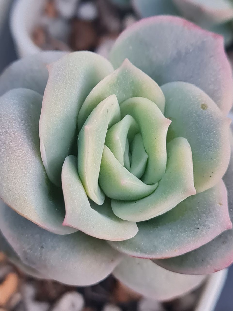 Echeveria Lovely Rose /Эхеверия Лавли Роуз 