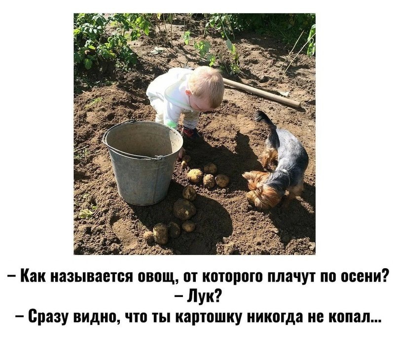 Устами младенца глаголет истина! (мем из сети)