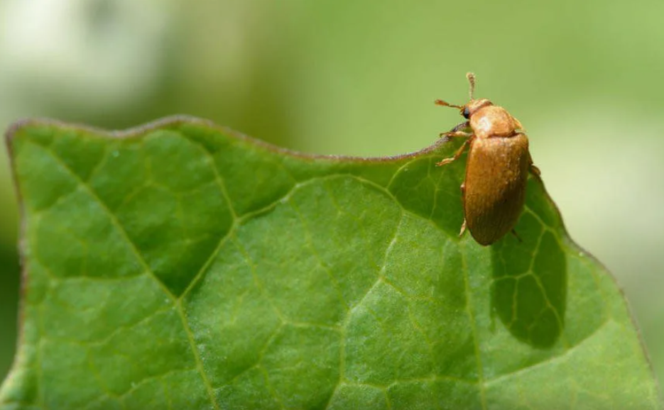 Малиновый жук.