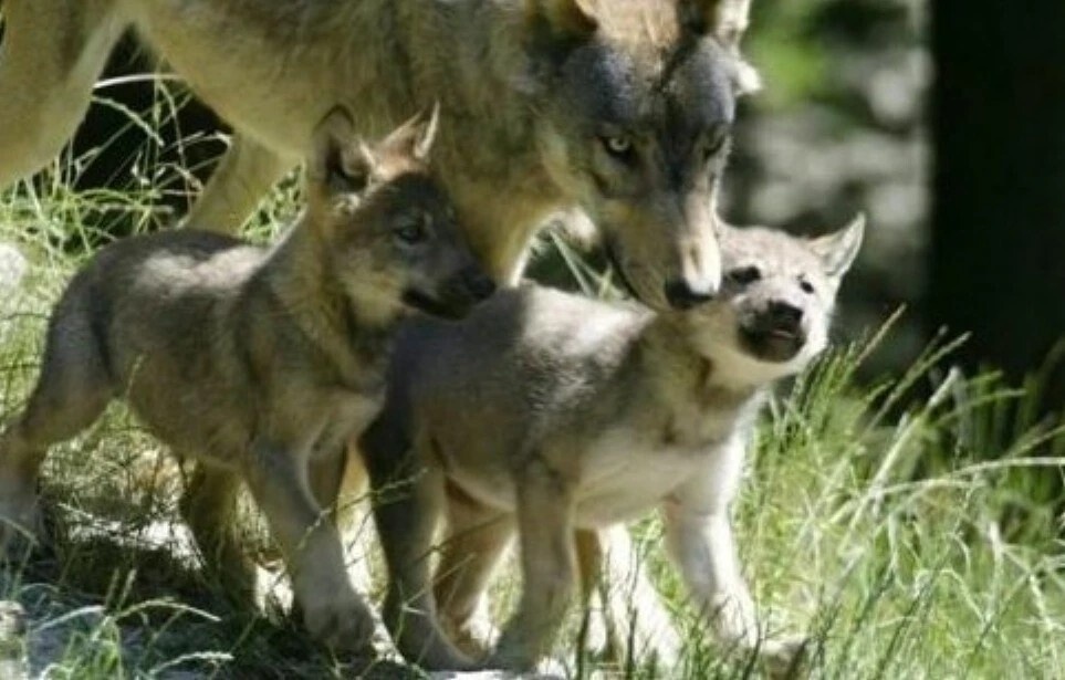 Фото из Яндекса