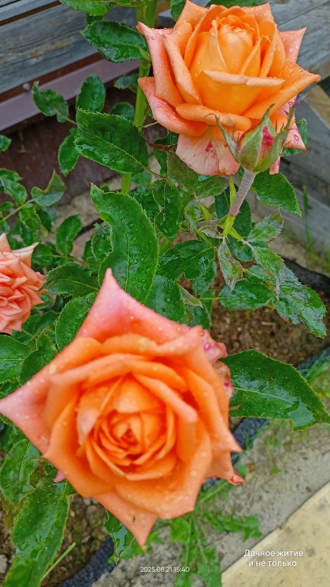 Роза Эльдорадо купленная в питомнике