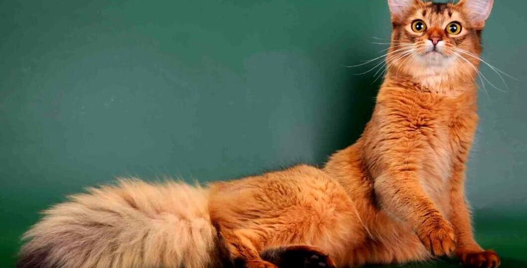 😻 Сомалийская кошка: домашняя лисица, покоряющая сердца