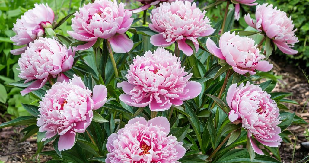 Чем накормить пионы для шикарного цветения: 5 проверенных подкормок