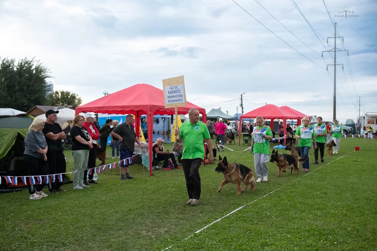 На Главной выставке немецких овчарок состоялся конкурс питомников и смотр племенных групп. Фото: Ольга Борина