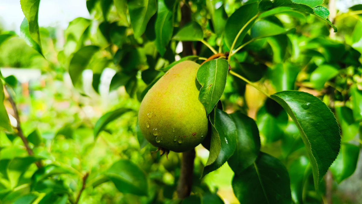 Груша 🍐 лада
